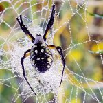 ساخت سیم های میکروسکوپی الکترونیکی از تار عنکبوت