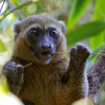 10 جانوری که در معرض خطر انقراض قرار دارند