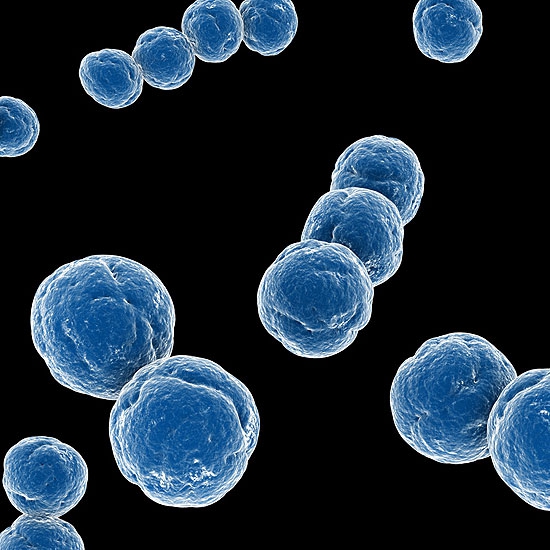 streptococcus.jpg