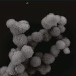 siRNA راهکاری نوین برای درمان بیماری‌ها