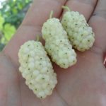 بررسی چرایی نوشیدن دوغ در مراسم توت خوری