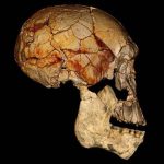 فسیل گونه جدید انسانی در آفریقا یافت شد