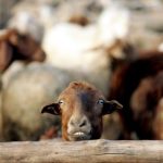 گوسفندان حمله گرگ را با پیامک به چوپان خبر می‌دهند!