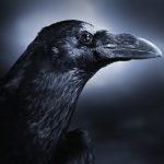 کلاغ ها را اذیت نکنید، شما را از یاد نخواهند برد!