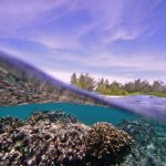 کمک به محیط زیست در کنار کسب درآمد از سواحل مرجانی