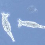 موجود عجیبی که 80 میلیون سال تنها dna می‌خورد!