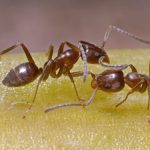 کلنی جهانی و ترسناک مورچه های آرژانتینی