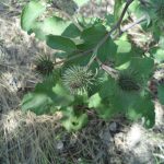 آشنایی با 9 داروی گیاهی قدرتمند در کره زمین