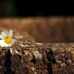 ازکجا بفهمیم پسری دوستمان دارد؟