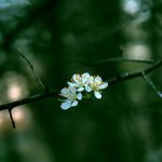 دانلود رایگان 92 تصویر زمینه بهاری