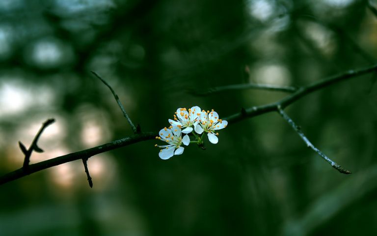 تصویر پس زمینه بهاری