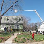 درختانی که بهتر است در حیاط خانه خود نکارید