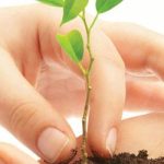 10 گام برای آنکه یک درخت بکاریم!