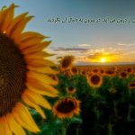 8 جایی که افراد شادمان آرامش را می‌یابند