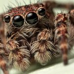 عنکبوت کوچکی که مغزش بزرگتر از بدنش است