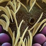 16 تصویر وحشتناک از موجودات ریز میکروسکوپی