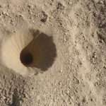 با شیرمورچه آشنا شویم!