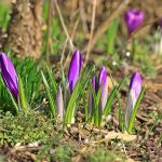 10 نکته در مورد زعفران که شاید نمی‌دانستید!