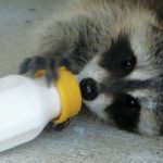 به یک حیوان آسیب دیده چطور کمک کنیم؟