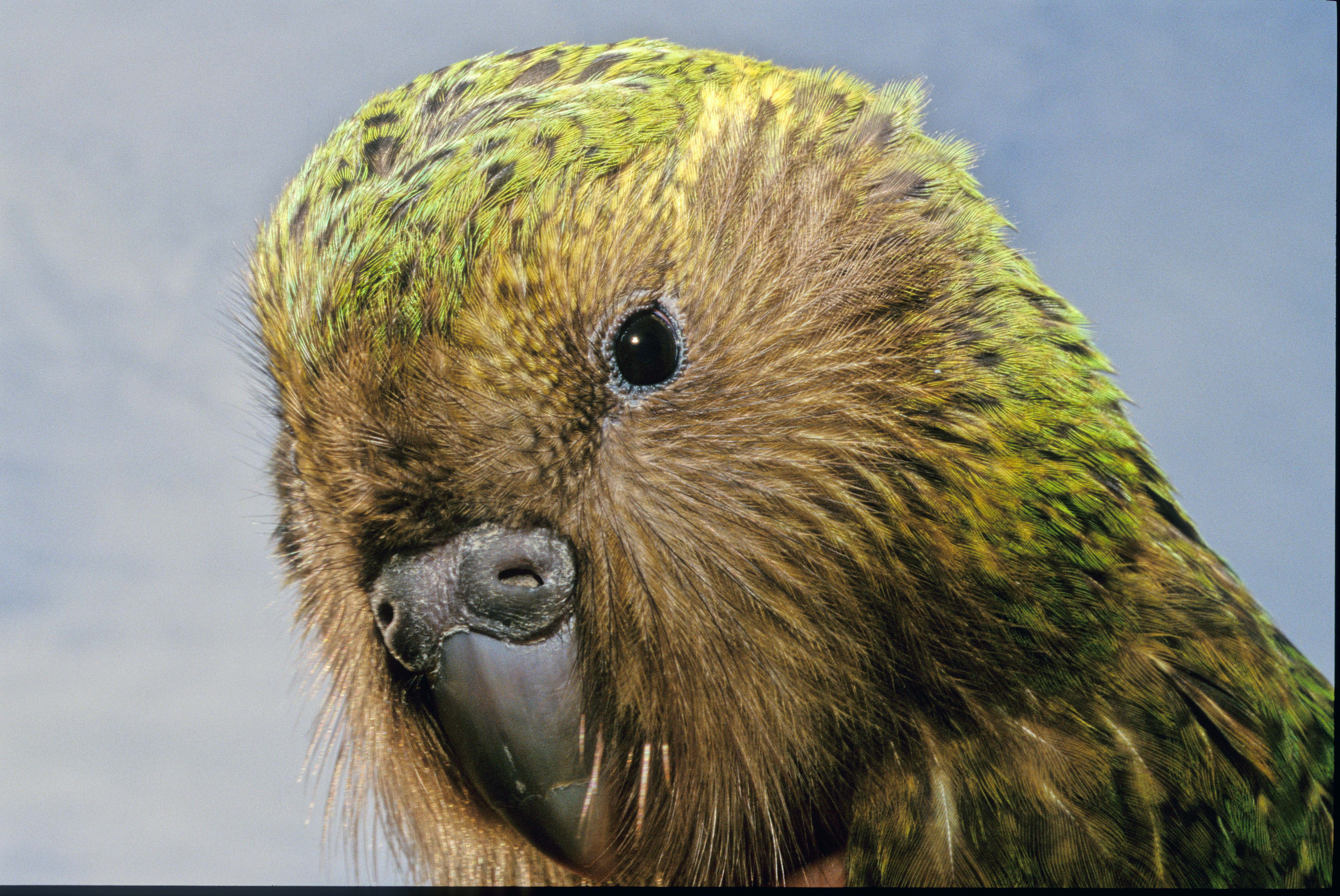 Попугай хищник. Попугай какапо. Птица какапо новая Зеландия. Какапо или Совиный попугай. Попугай какапо новая Зеландия.